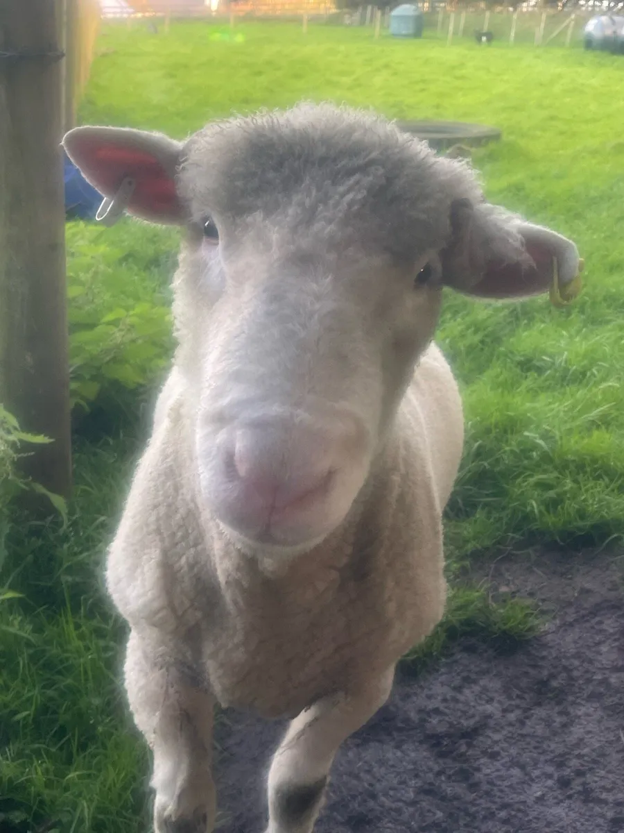 Dorset Ram - Image 2