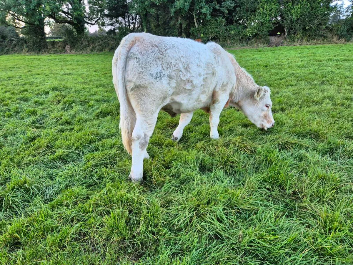 Quality Incalf Pedigree Heifer - Image 2