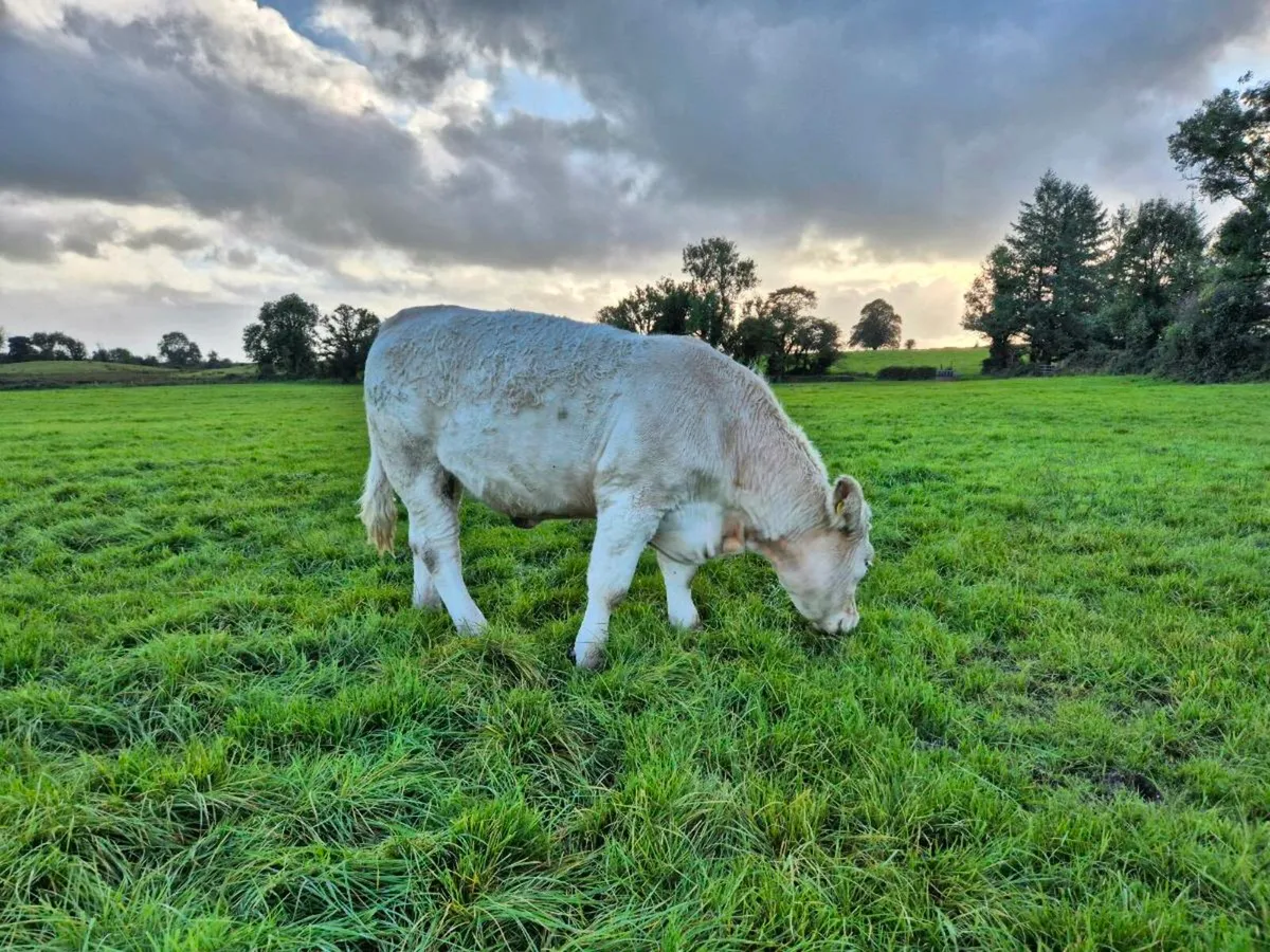 Quality Incalf Pedigree Heifer - Image 3