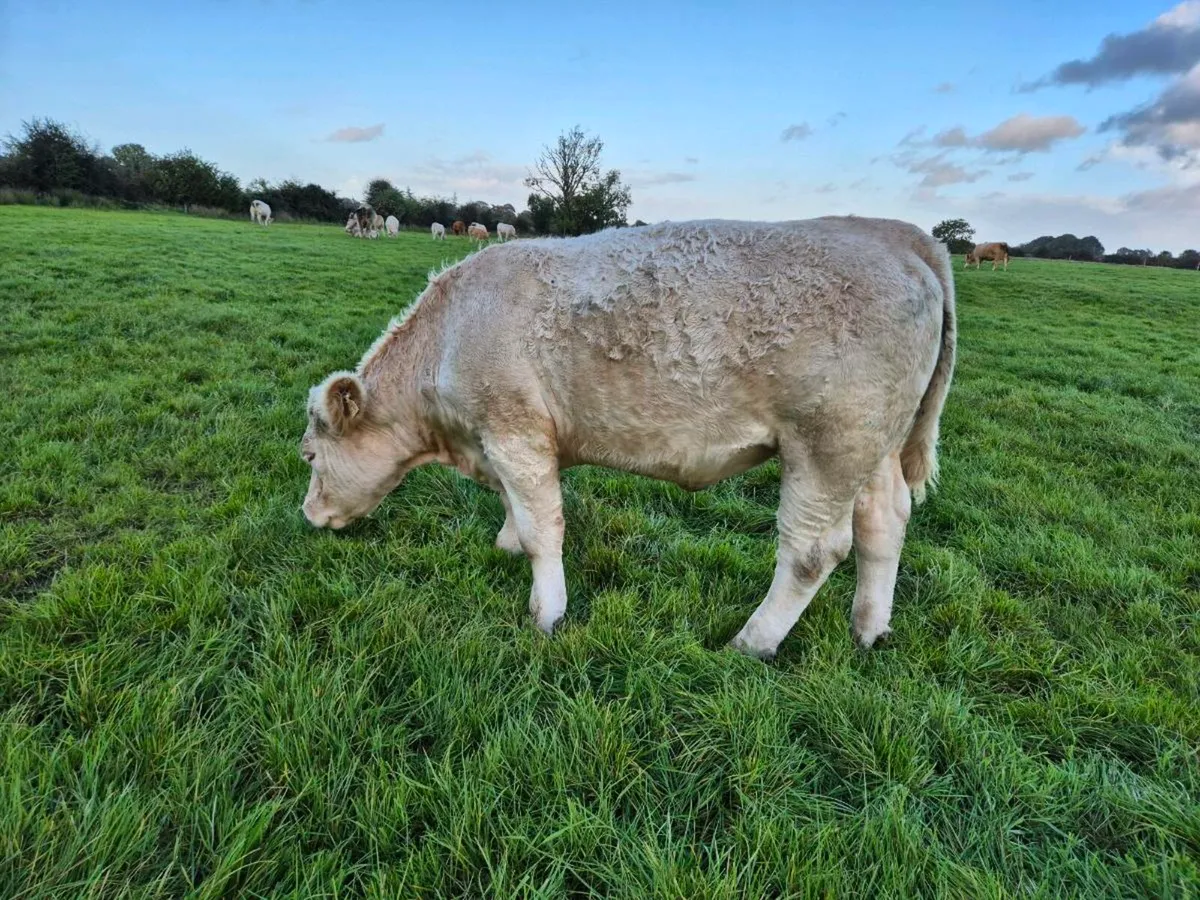 Quality Incalf Pedigree Heifer - Image 4