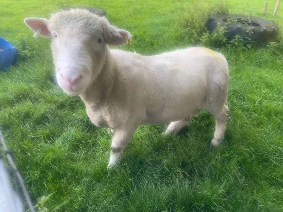 Dorset Ram - Image 3