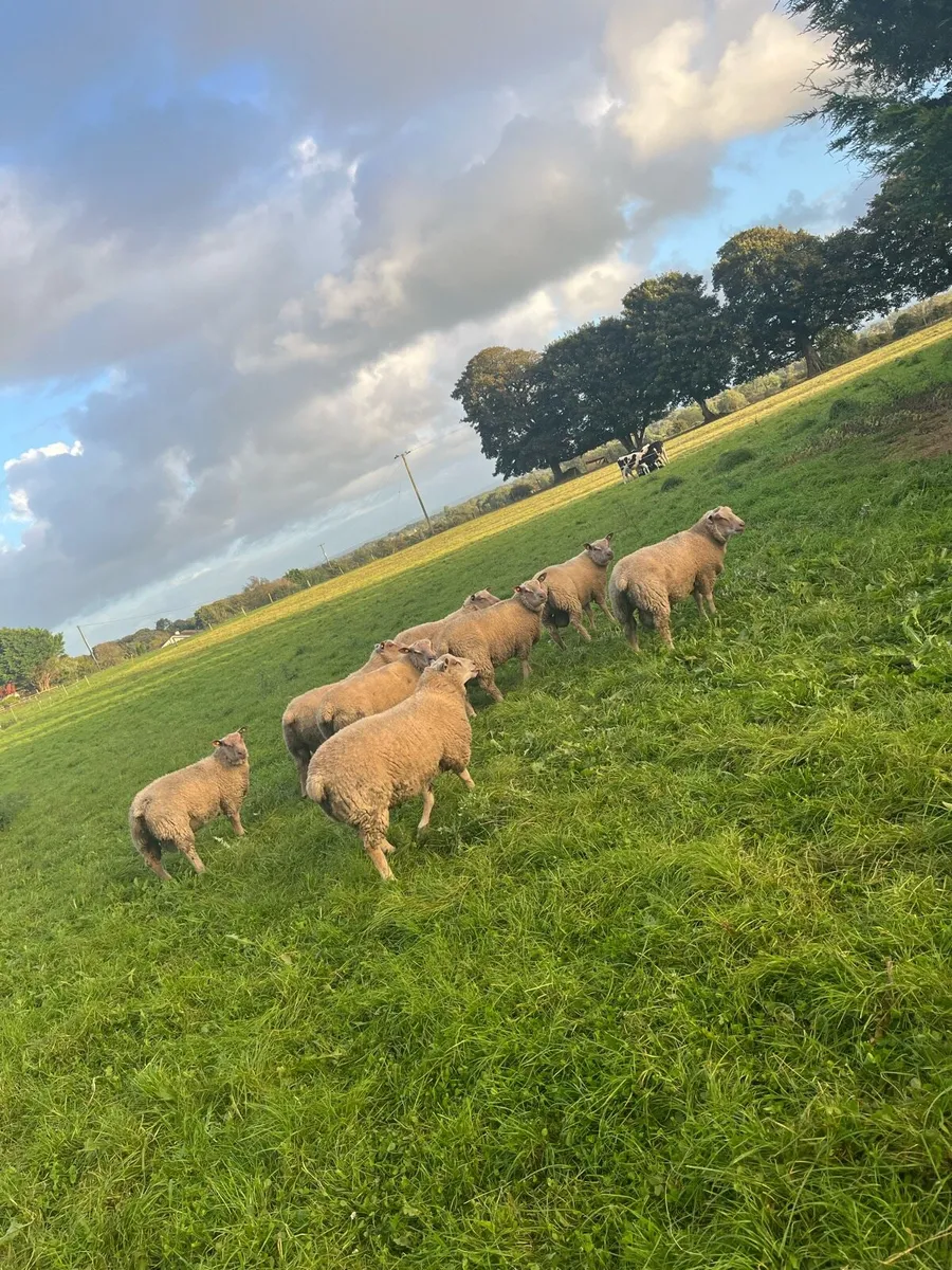 PBR Charollais Ram lambs - Image 1