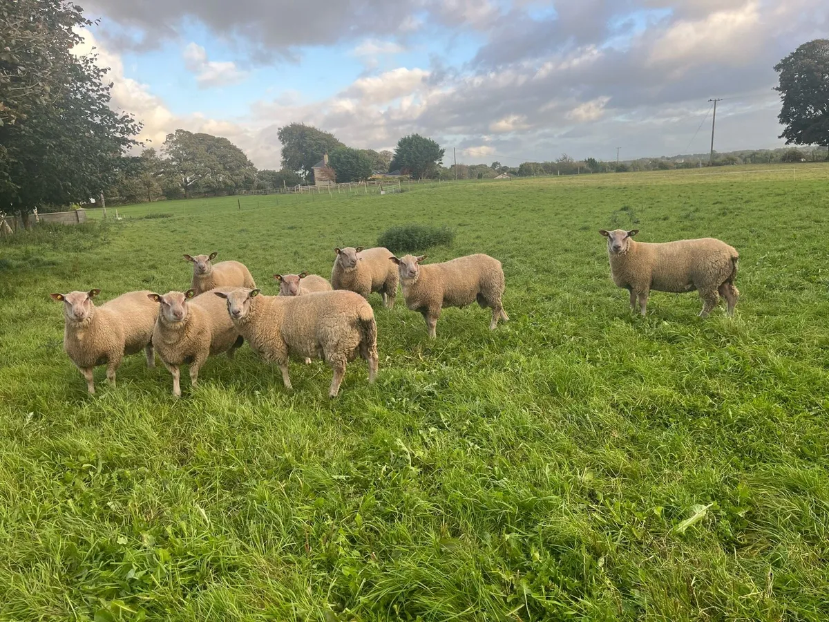 PBR Charollais Ram lambs - Image 2