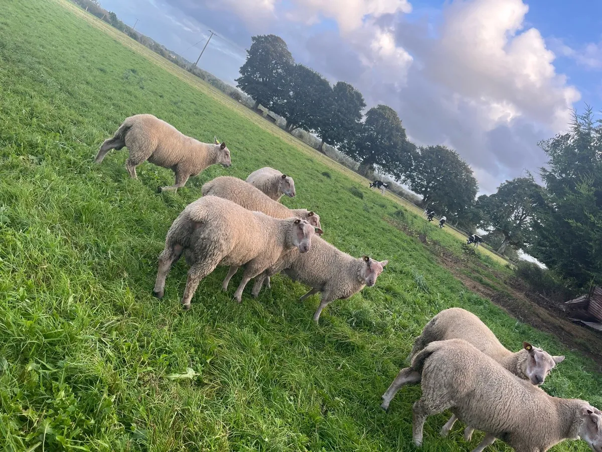 PBR Charollais Ram lambs - Image 4