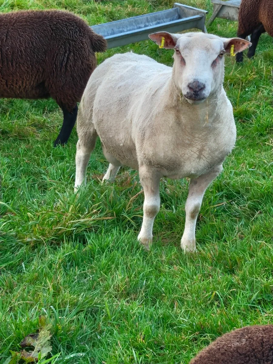 Ram - Image 2