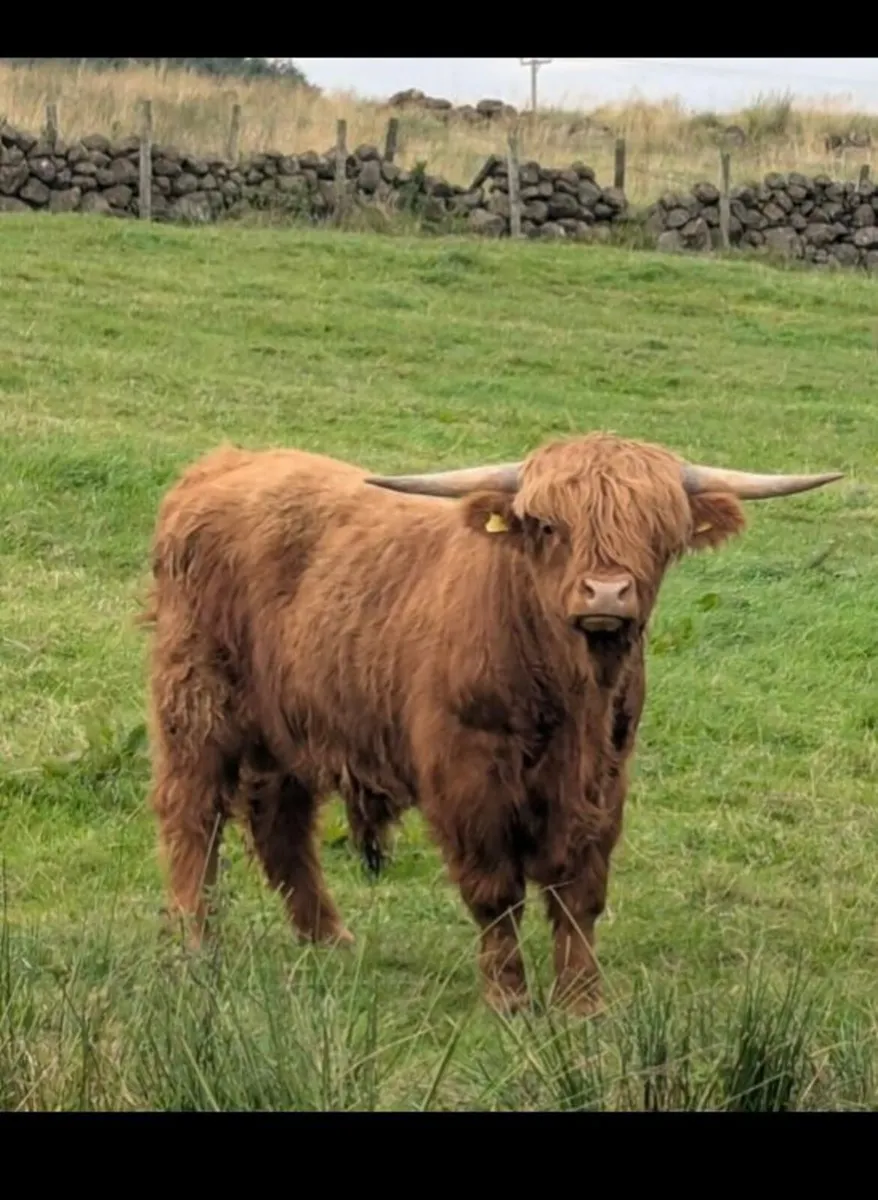 Pure bred Highland bull - Image 1