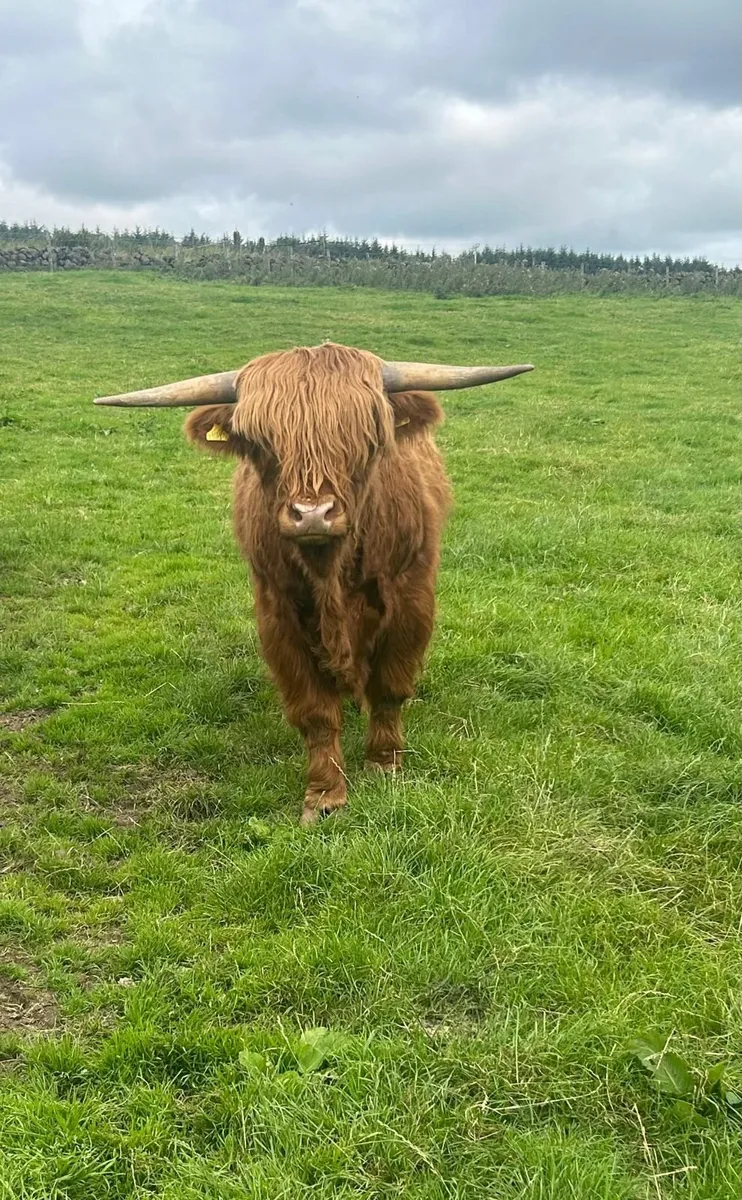 Pure bred Highland bull - Image 2