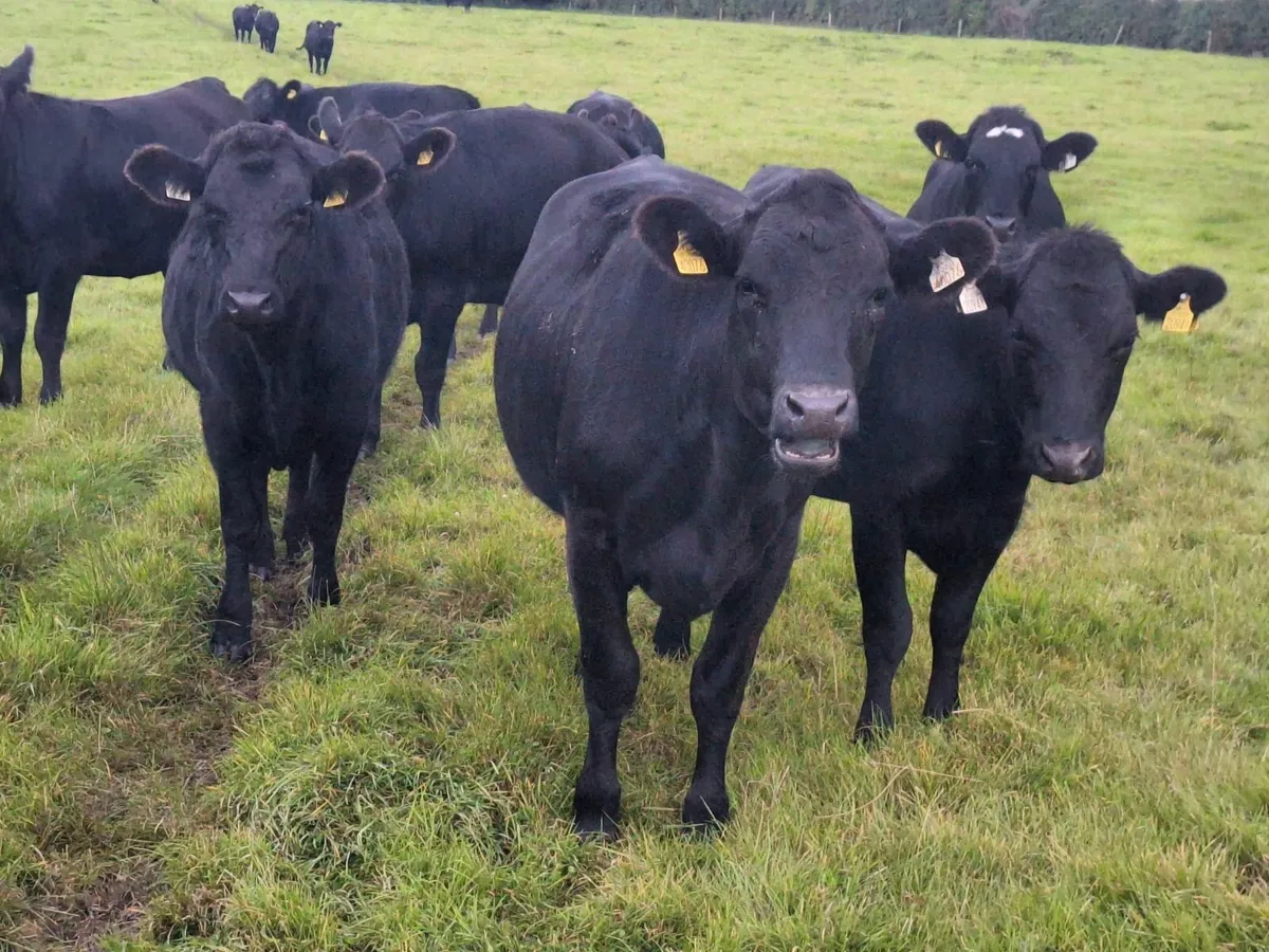 Aberdeen Angus X for sale Tuam Mart on 15th Septem - Image 2