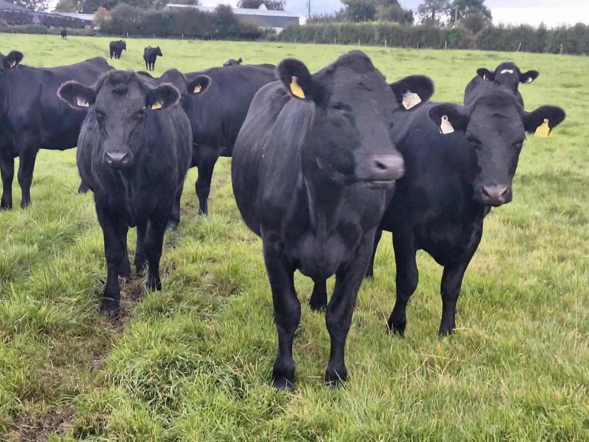 Aberdeen Angus X for sale Tuam Mart on 15th Septem - Image 1