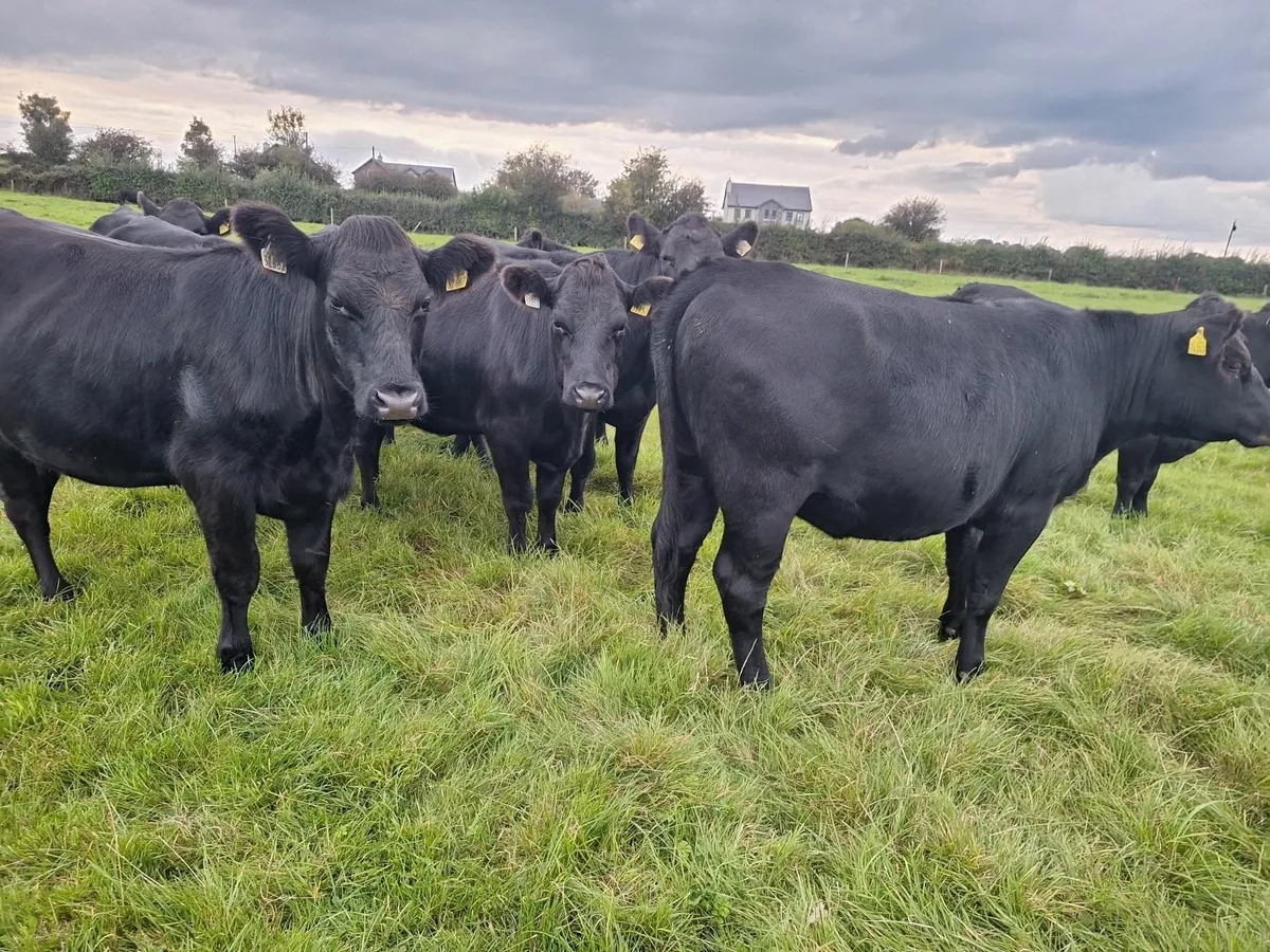 Aberdeen Angus X for sale Tuam Mart on 15th Septem - Image 3