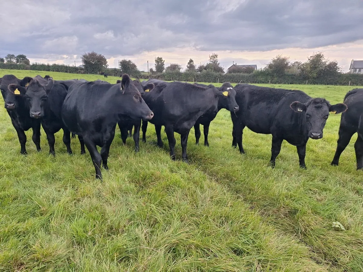 Aberdeen Angus X for sale Tuam Mart on 15th Septem - Image 4