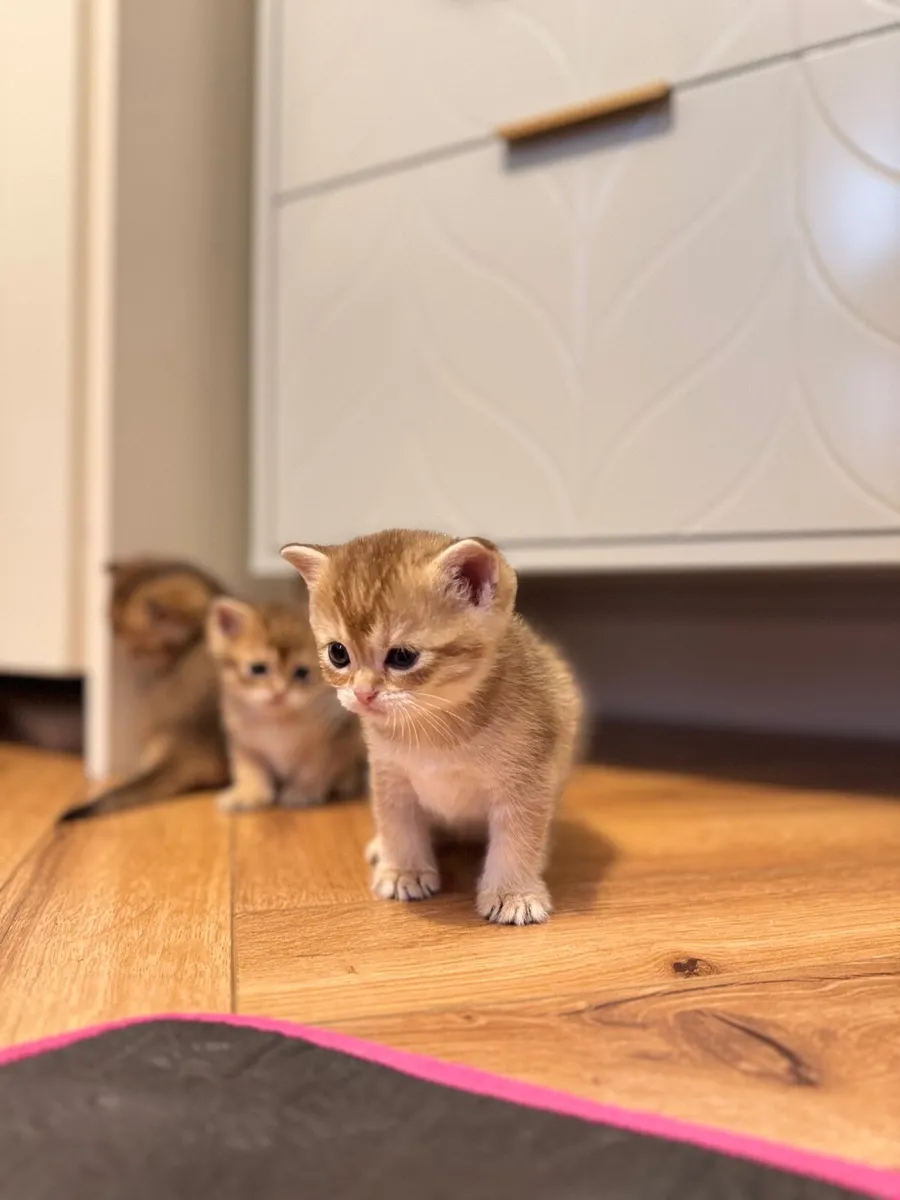 Registered British Shorthair Golden Kittens – Cham - Image 4