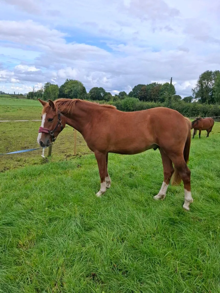 2 Year Old Irish Draught gelding - Image 2