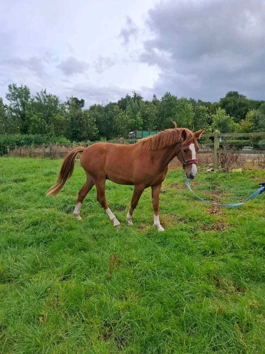2 Year Old Irish Draught gelding - Image 1