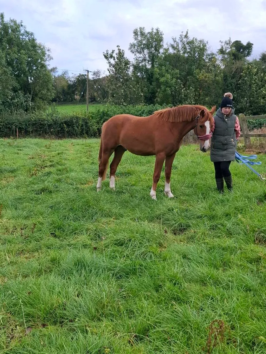 2 Year Old Irish Draught gelding - Image 3