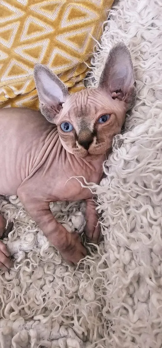 Champion Line Sphynx Kittens Available - Image 1