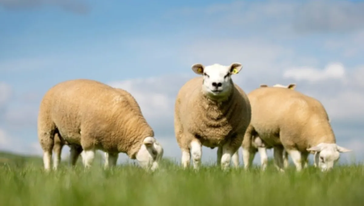 Grazing Wanted for Texel Lambs