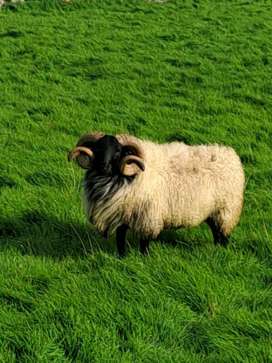 Hogget rams [sis] - Image 2