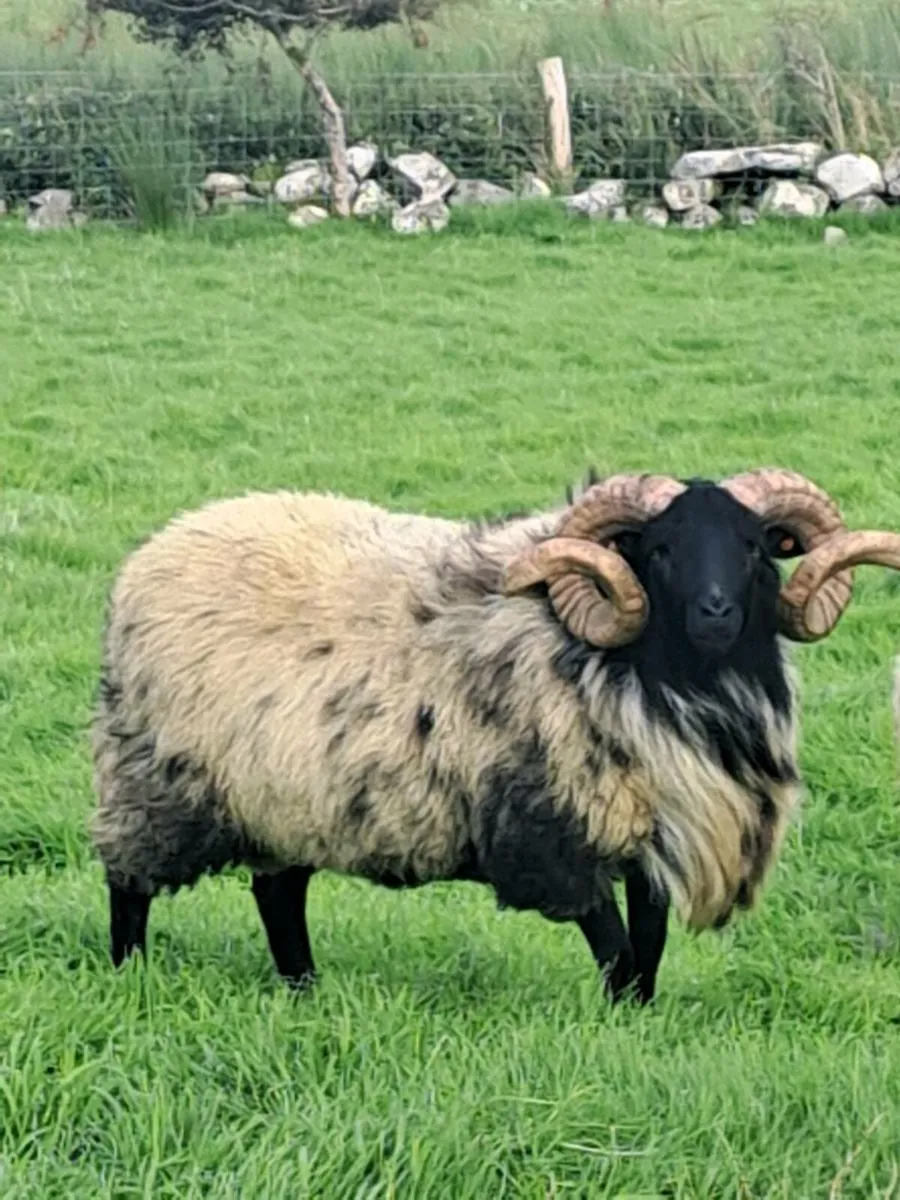 Hogget rams [sis] - Image 3