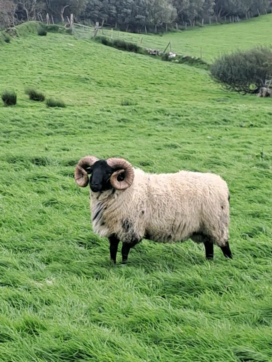 Hogget rams [sis] - Image 4