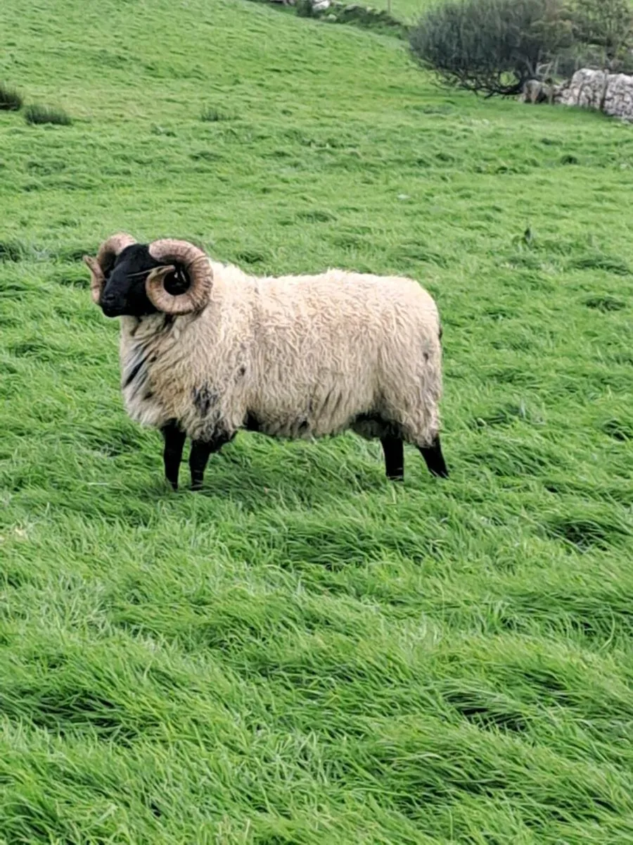 Hogget rams [sis] - Image 2