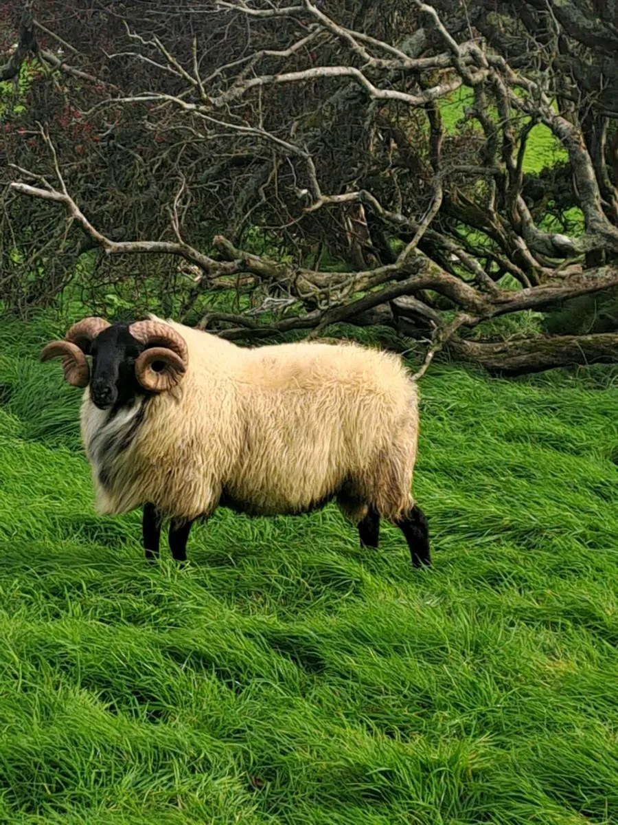 Hogget rams [sis] - Image 1