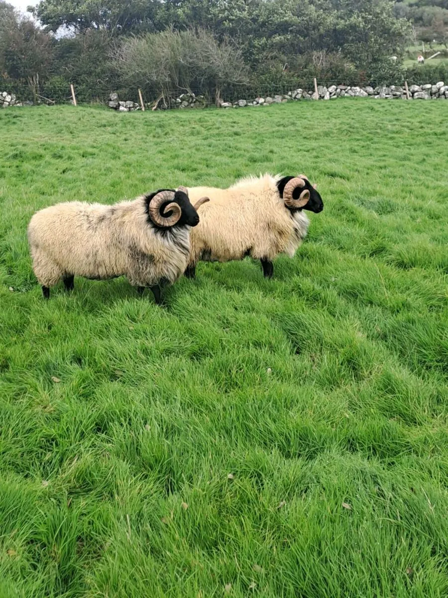 Hogget rams [sis] - Image 4
