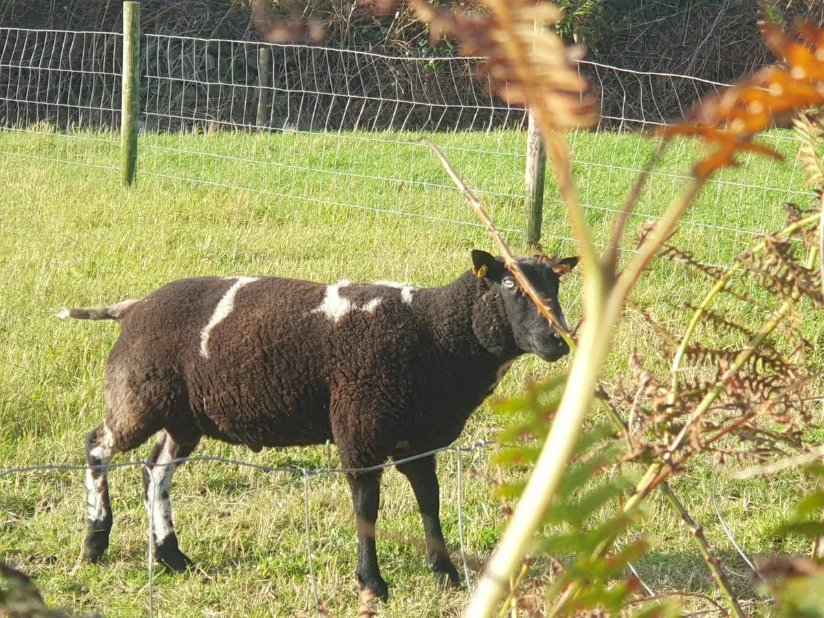 Dutch Spotted Ram - Image 2