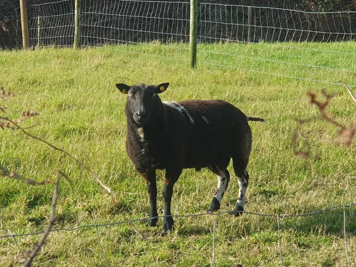 Dutch Spotted Ram - Image 1