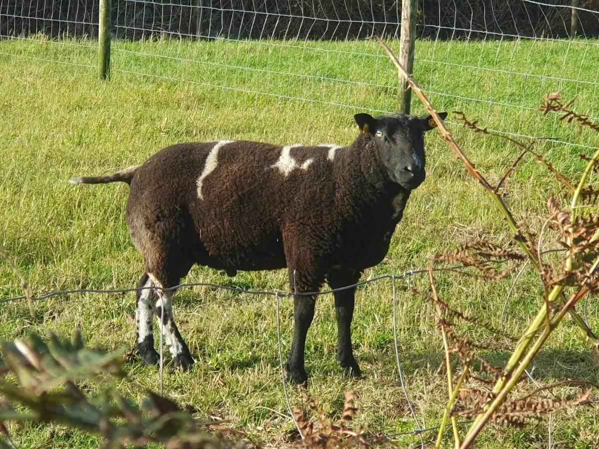 Dutch Spotted Ram - Image 3