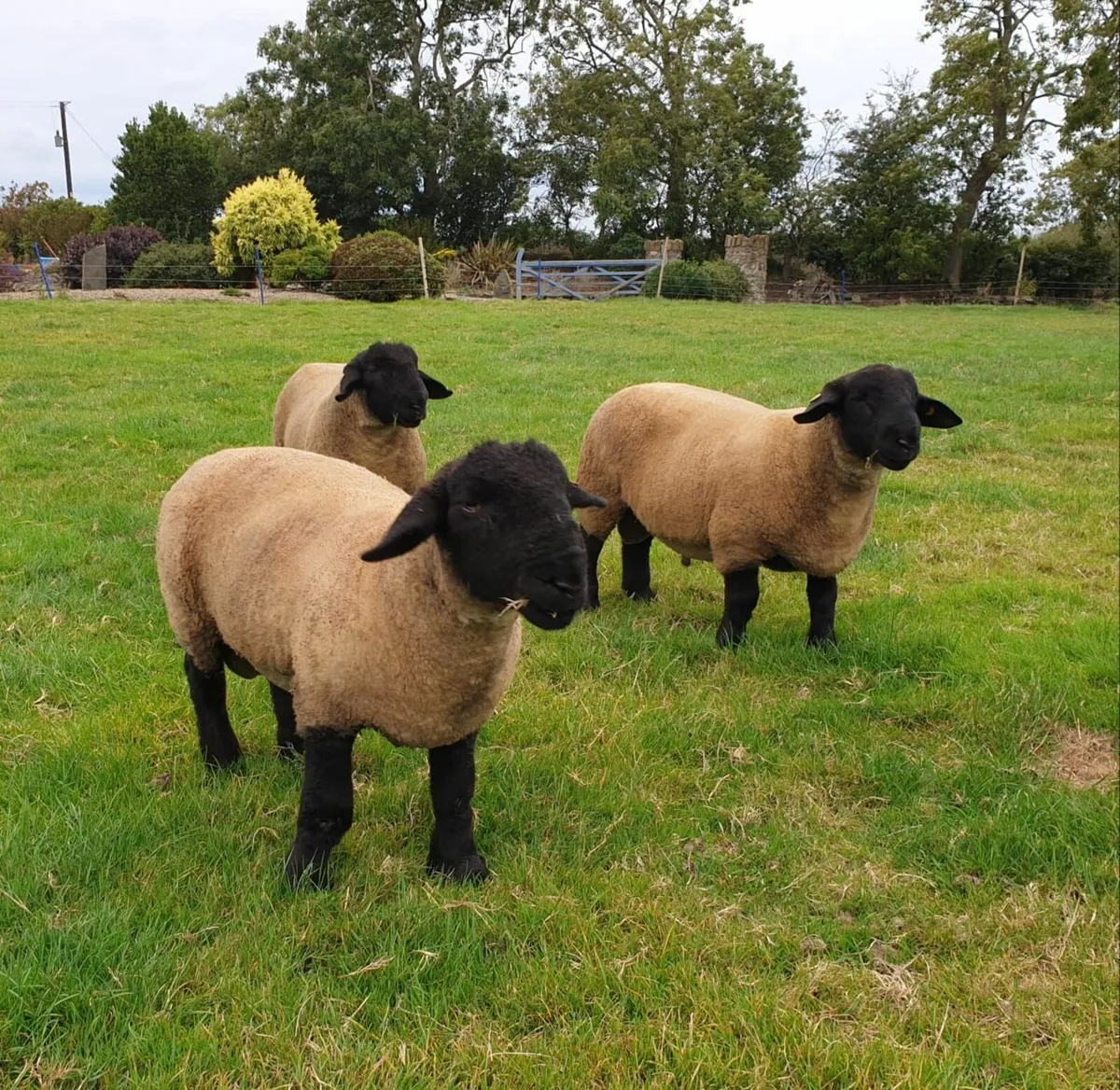 Pedigree suffolk ram lambs - Image 1