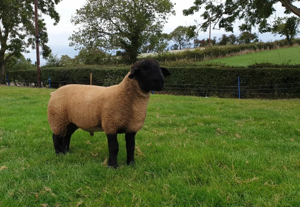 Pedigree suffolk ram lambs - Image 2