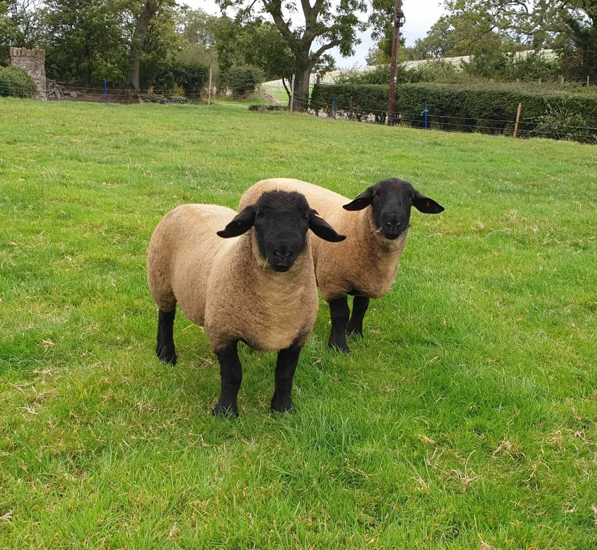Pedigree suffolk ram lambs - Image 3