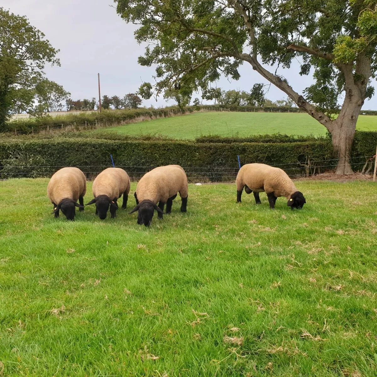 Pedigree suffolk ram lambs - Image 4