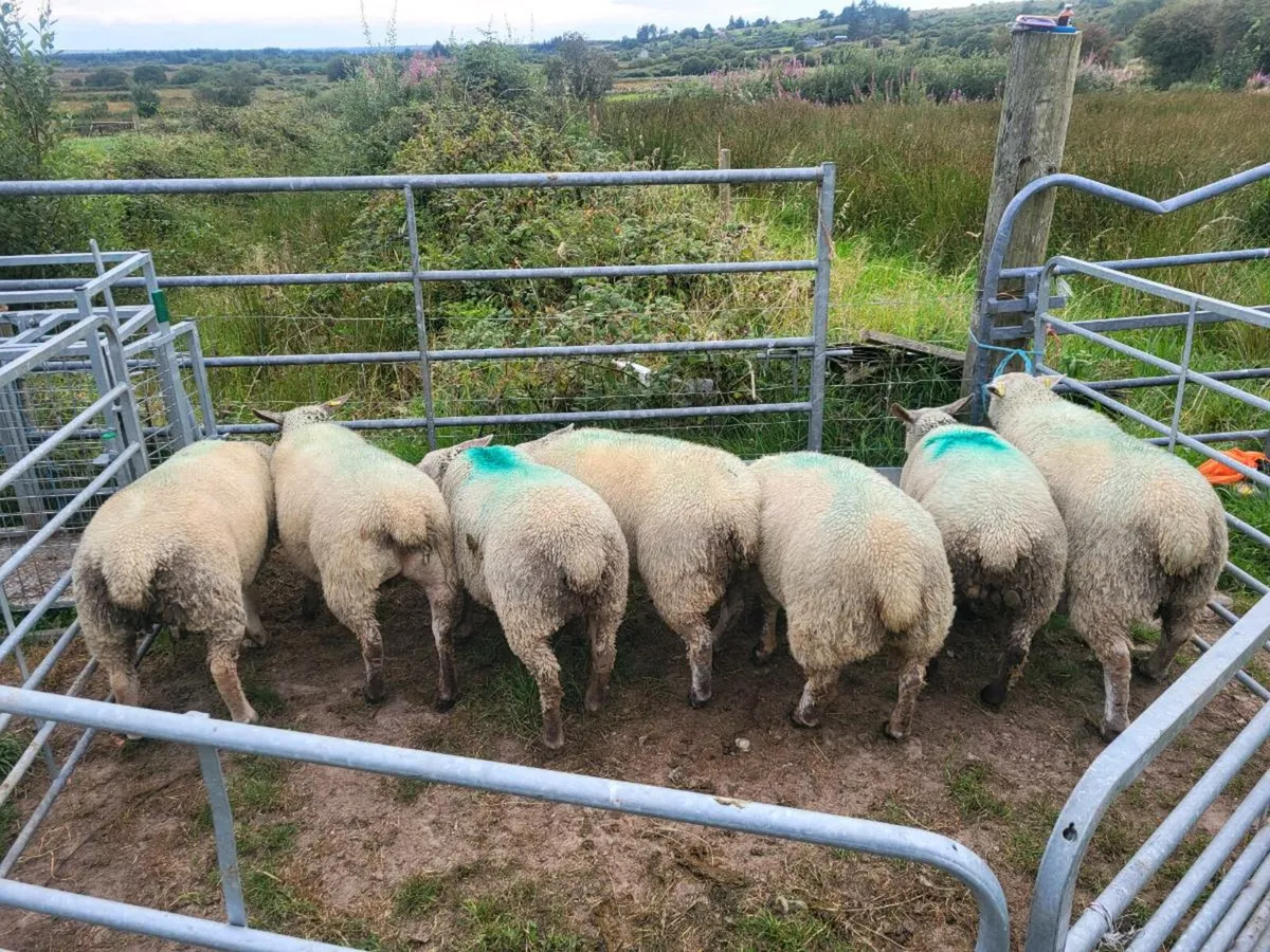 Sheep