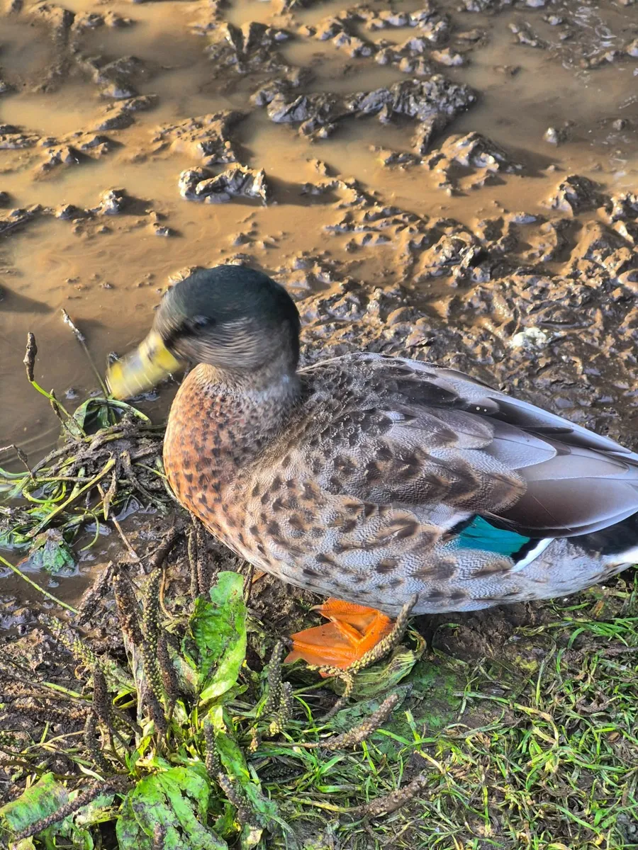 Ducks - Image 1