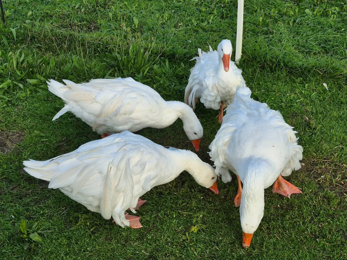 Ducks - Image 3