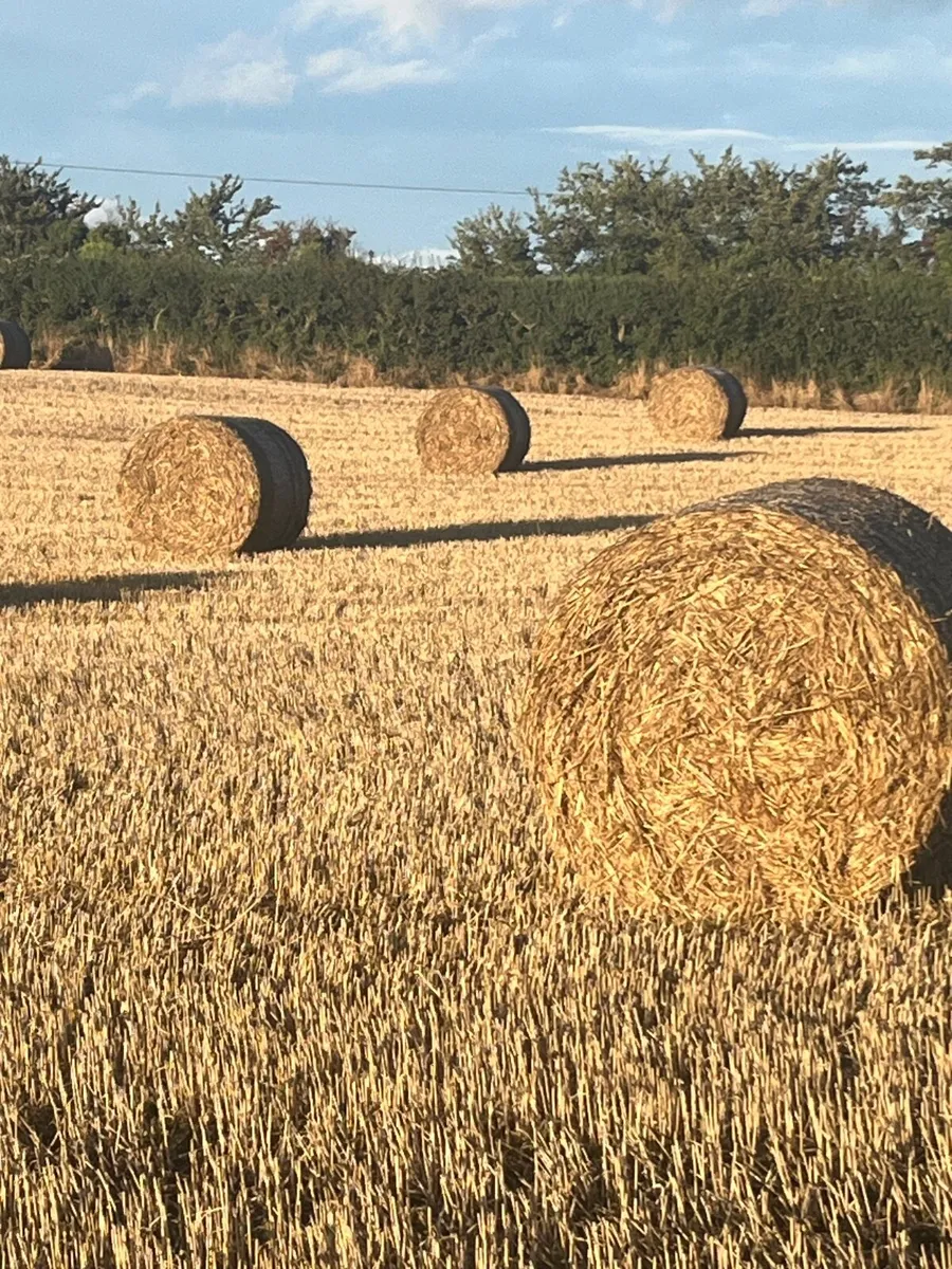 Barley straw