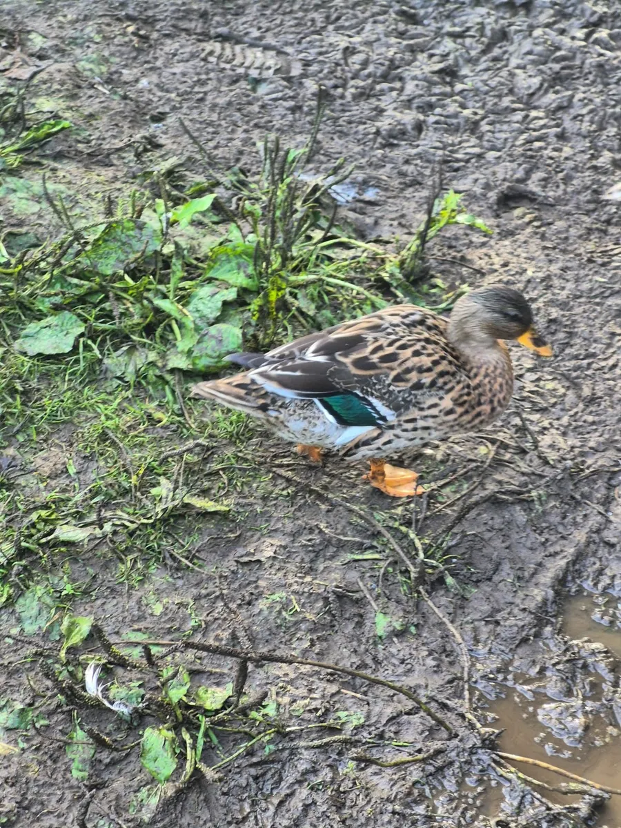 Ducks - Image 4