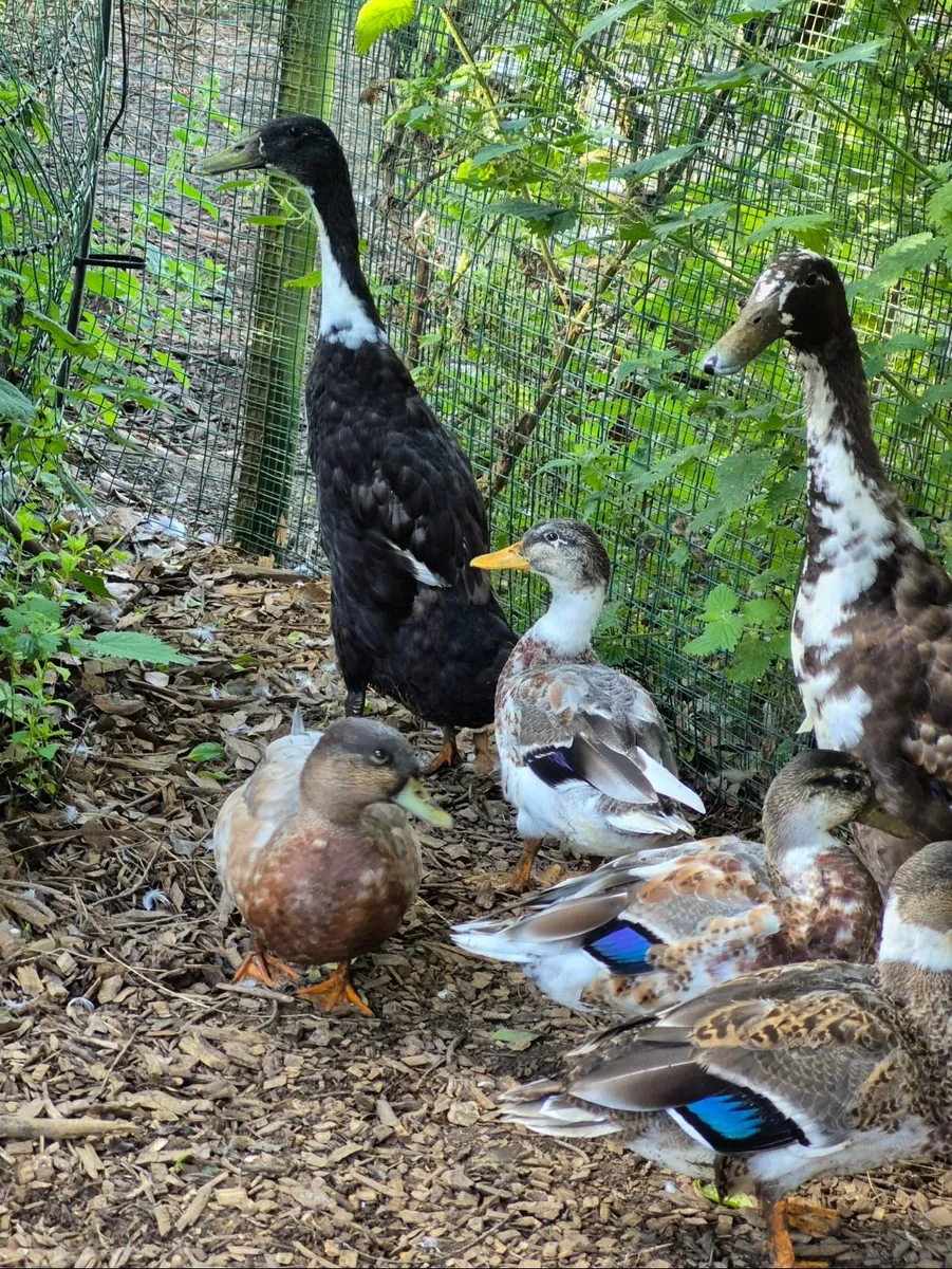 Call Ducks, Sebs, Muscovy ducklings - Image 1