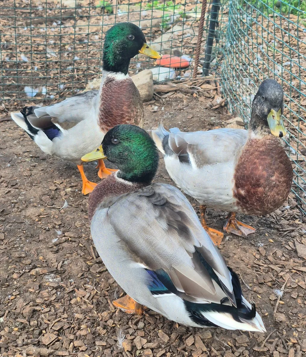 Call + Runner drakes, Sebastopol pair, Muscovies - Image 4