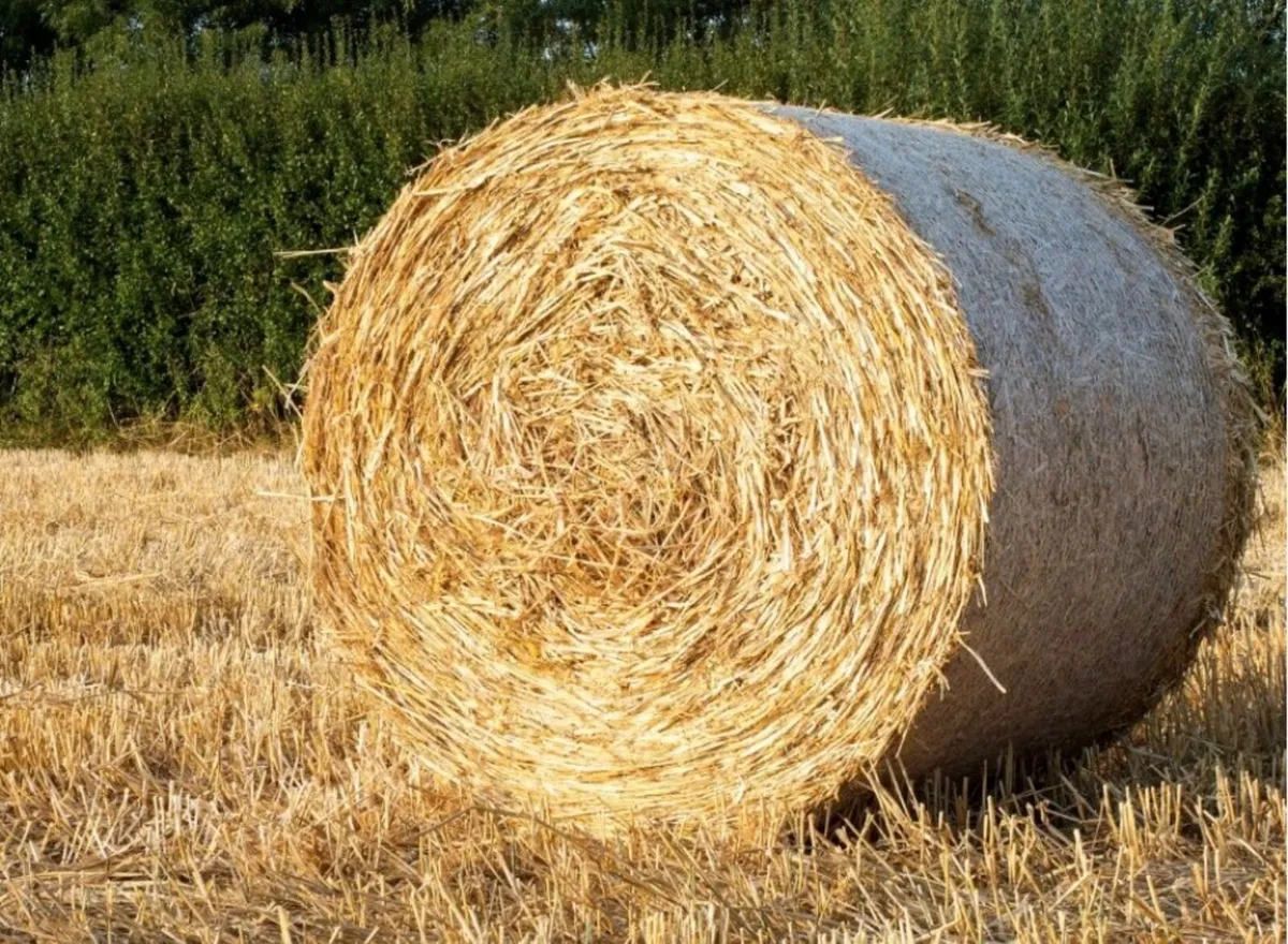 Straw wanted midlands