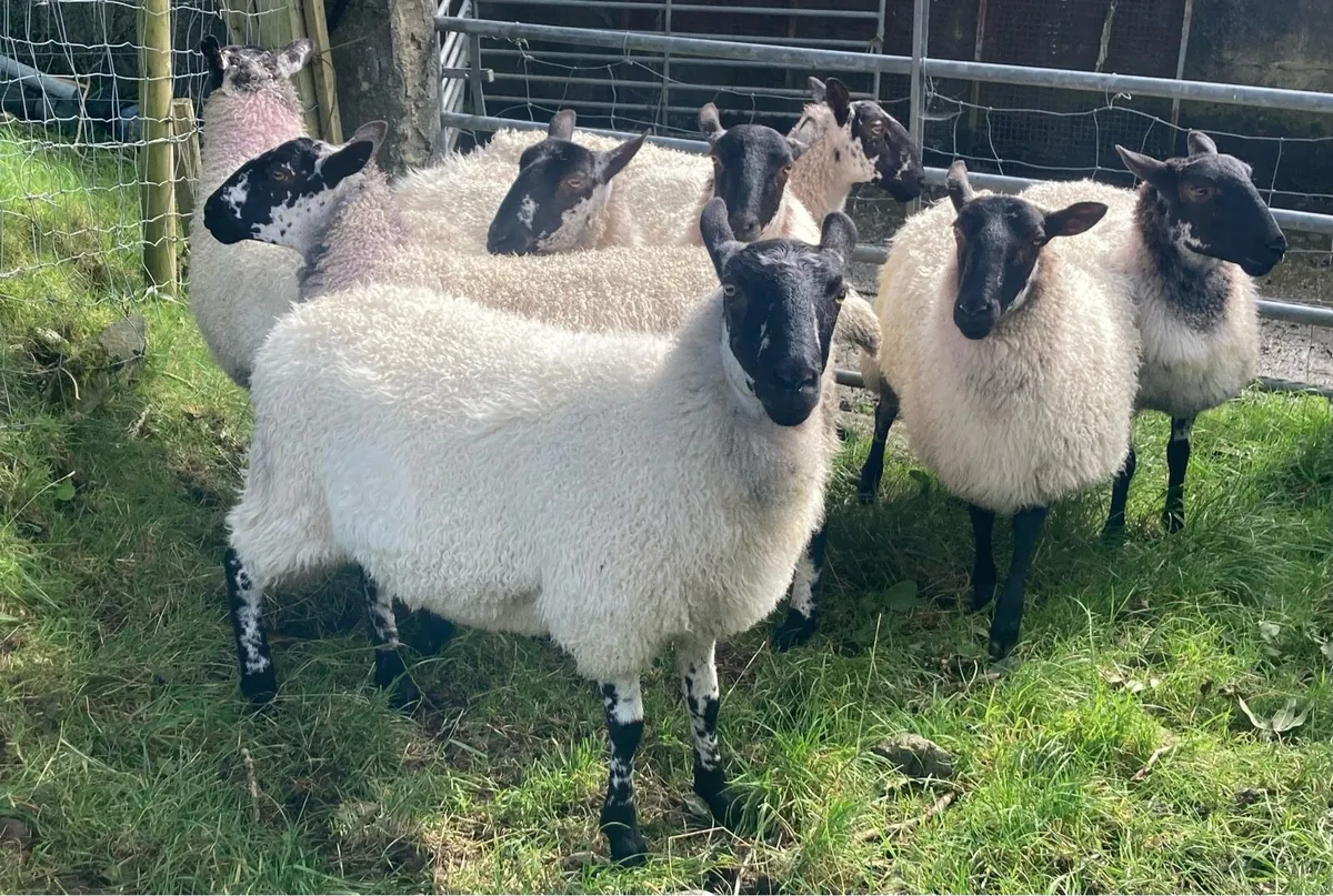 Mule Ewe Hoggets - Image 1
