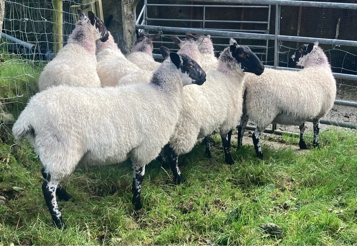 Mule Ewe Hoggets - Image 2