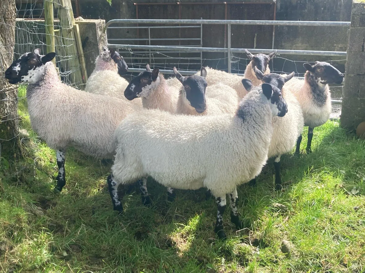 Mule Ewe Hoggets - Image 3