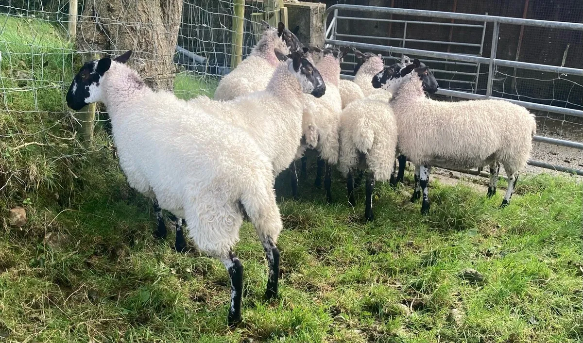 Mule Ewe Hoggets - Image 4