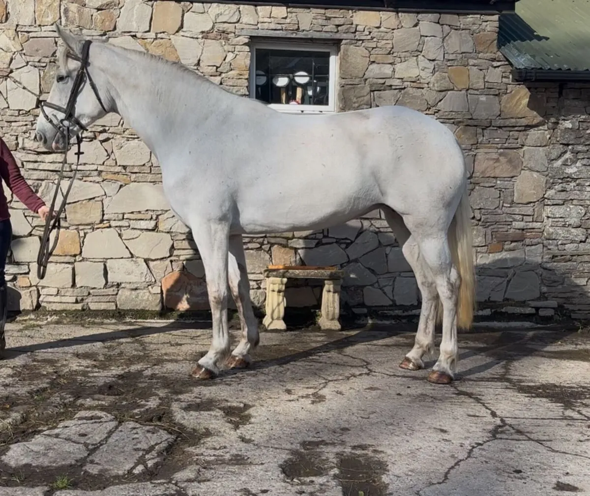 Young Carrabawn full draught mare for sale - Image 1