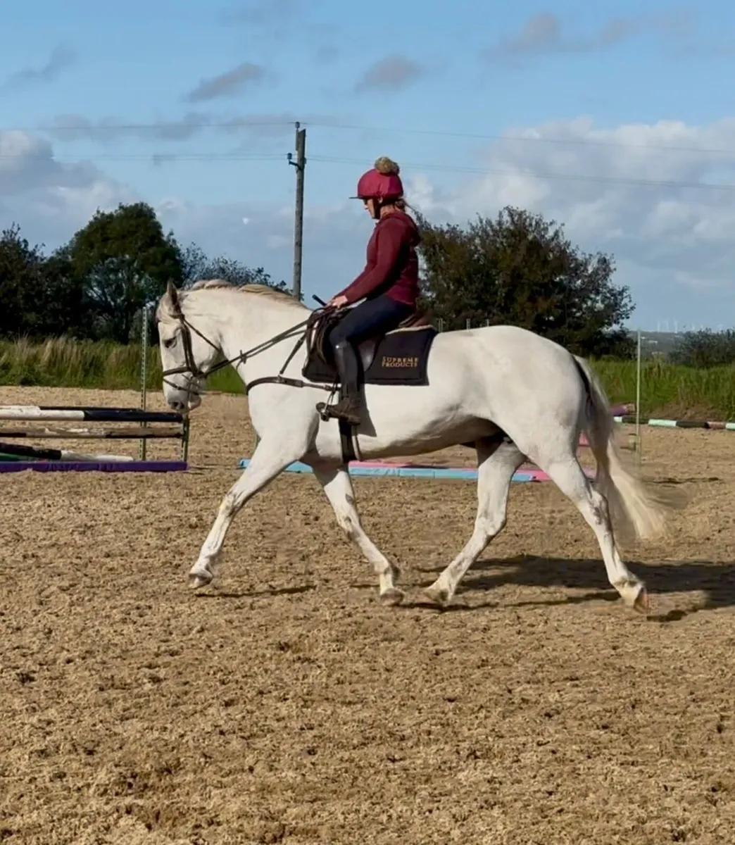 Young Carrabawn full draught mare for sale - Image 2