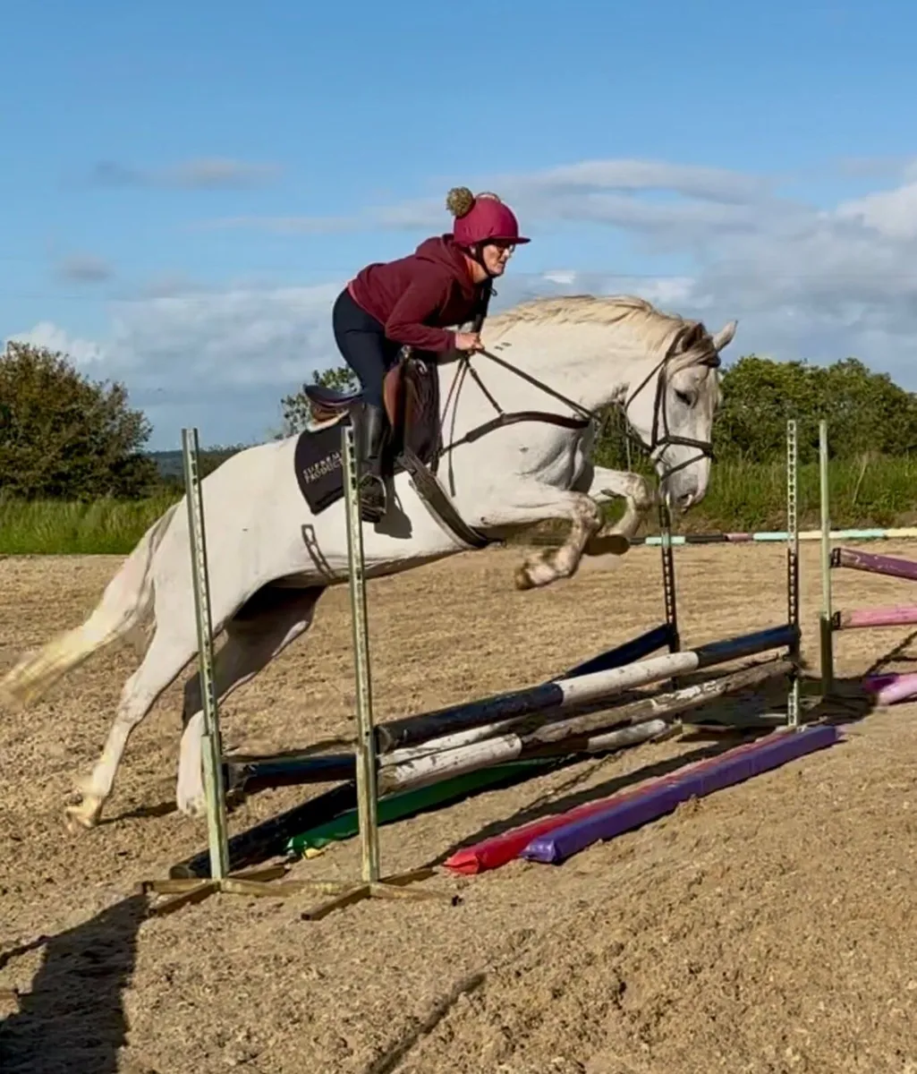 Young Carrabawn full draught mare for sale - Image 3
