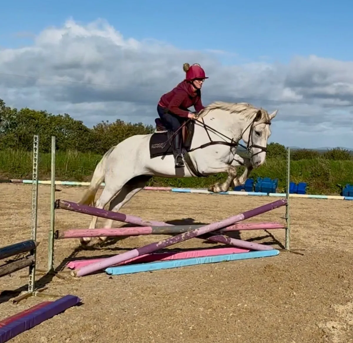 Young Carrabawn full draught mare for sale - Image 4